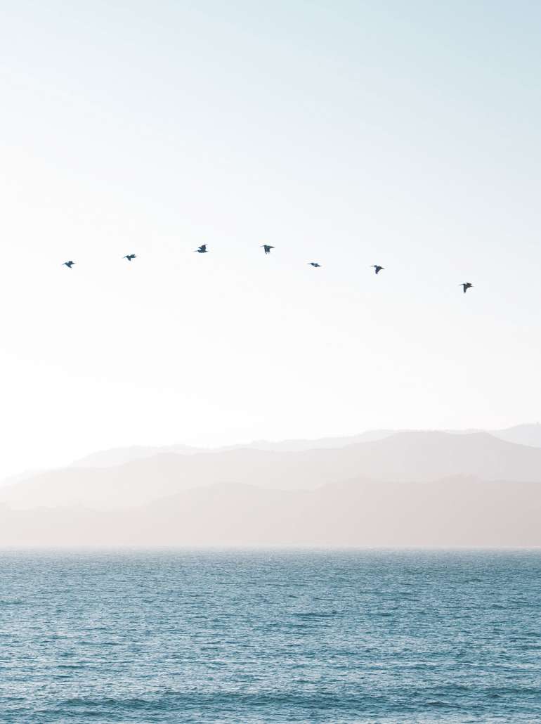 birds flying over a seascape